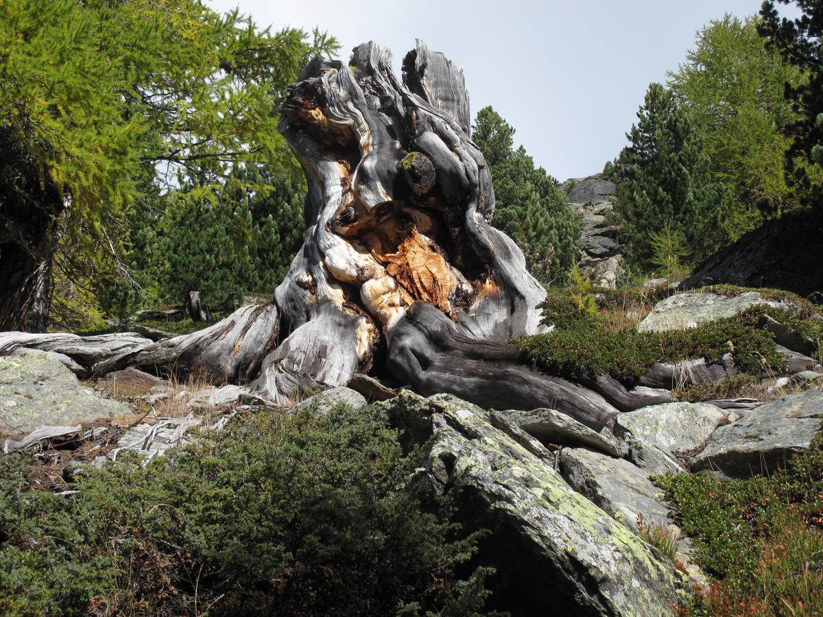 Ferienhaus Alea Saas-Grund Exteriör bild