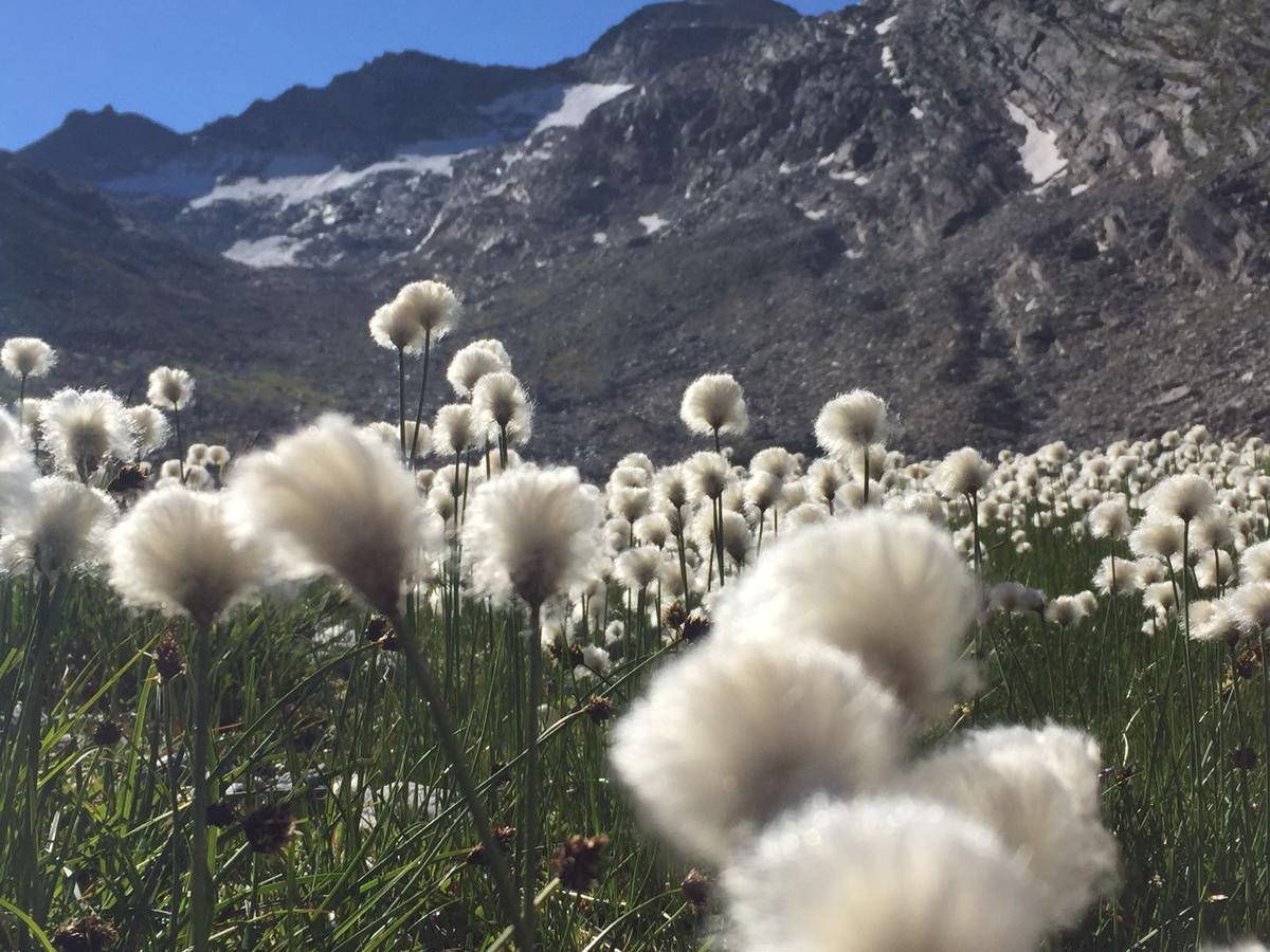 Ferienhaus Alea Saas-Grund Exteriör bild